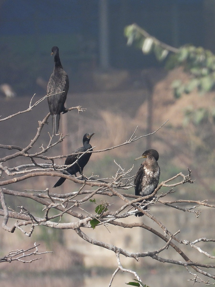 קורמורן הודי - ML647874100