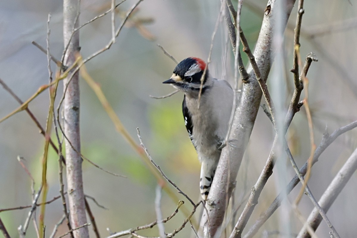 Downy Woodpecker - ML647874101