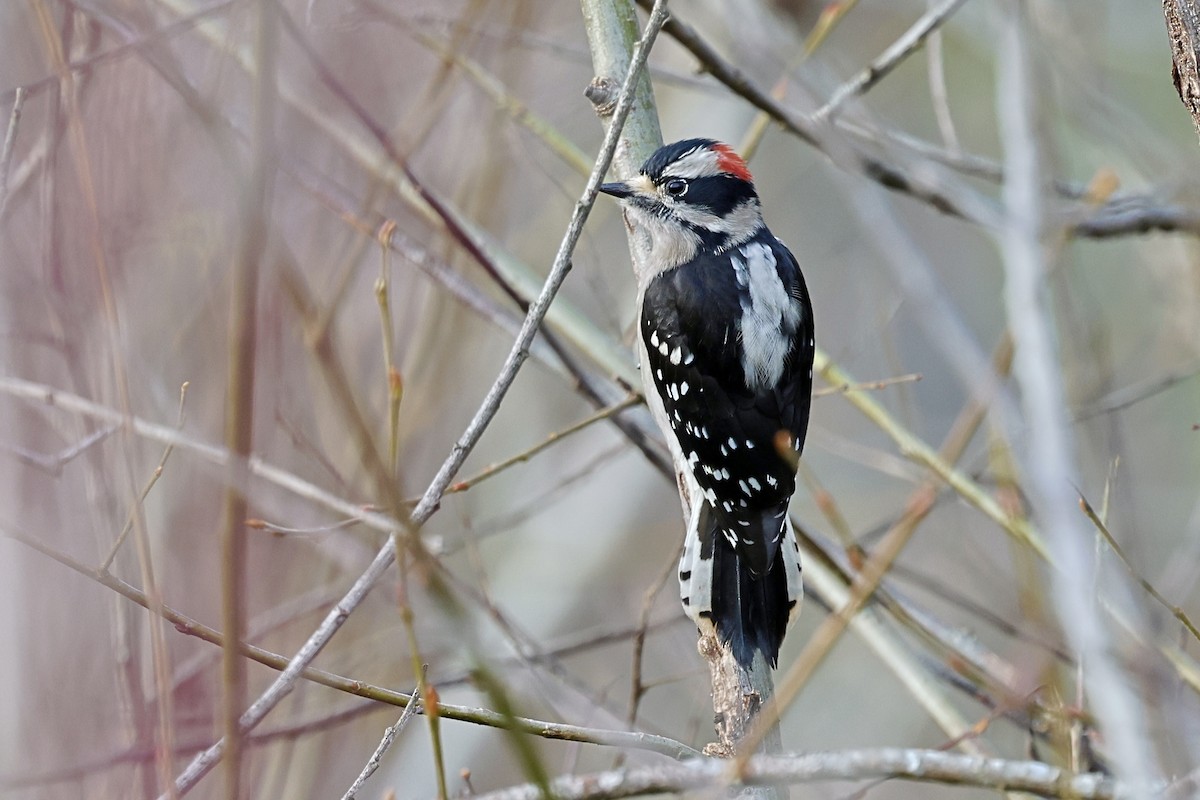 Downy Woodpecker - ML647874102