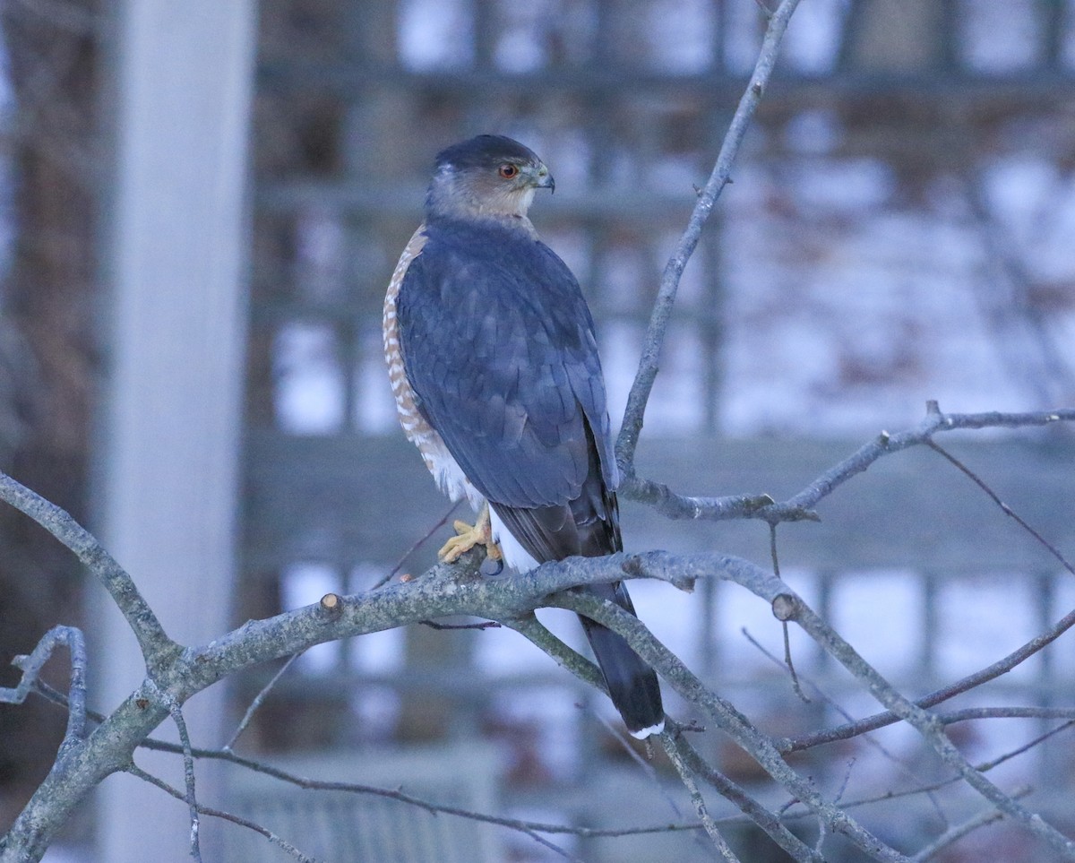 Cooper's Hawk - ML647874105