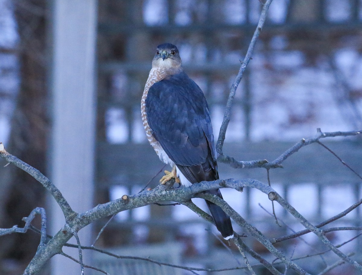 Cooper's Hawk - ML647874107