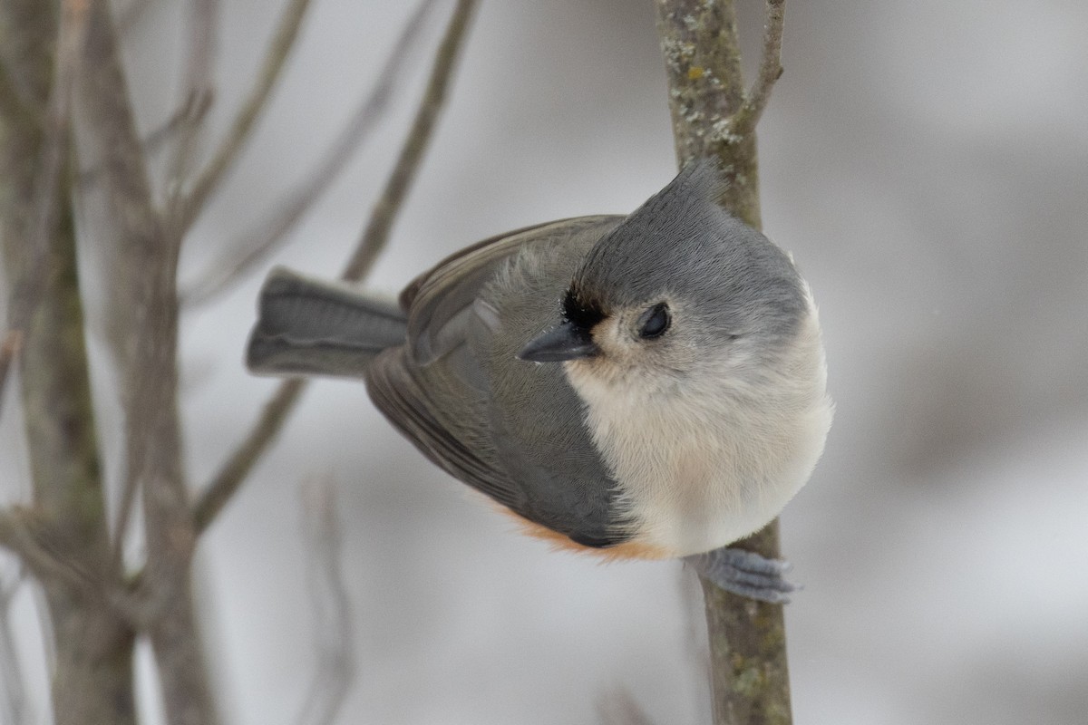 Tufted Titmouse - ML647874108