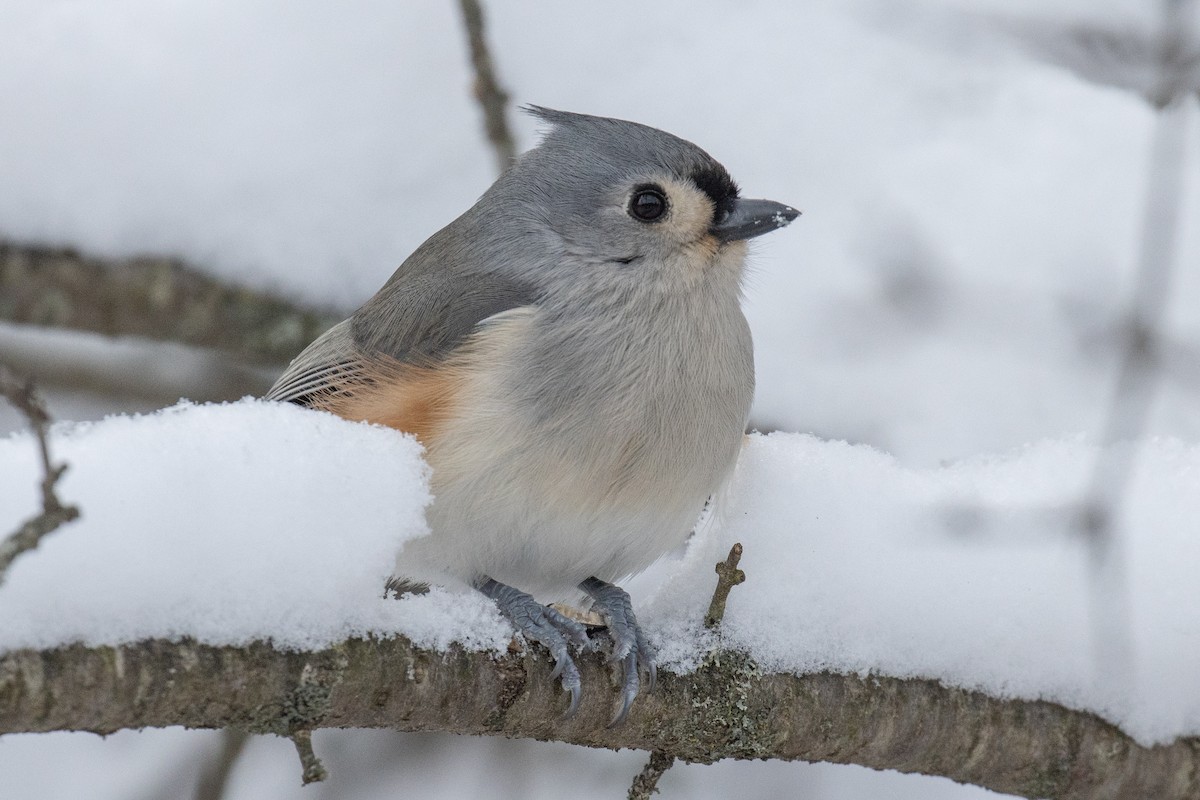 Tufted Titmouse - ML647874109