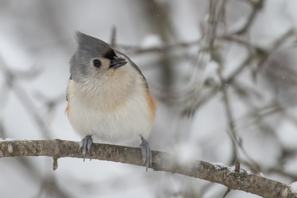 Tufted Titmouse - ML647874110