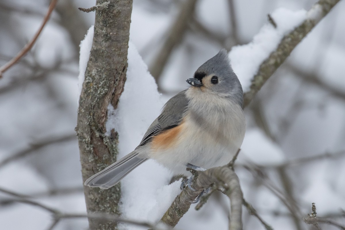 Tufted Titmouse - ML647874113