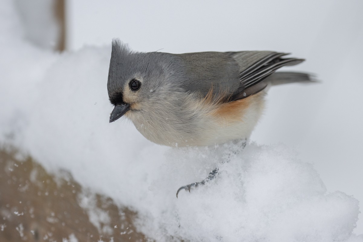 Tufted Titmouse - ML647874114