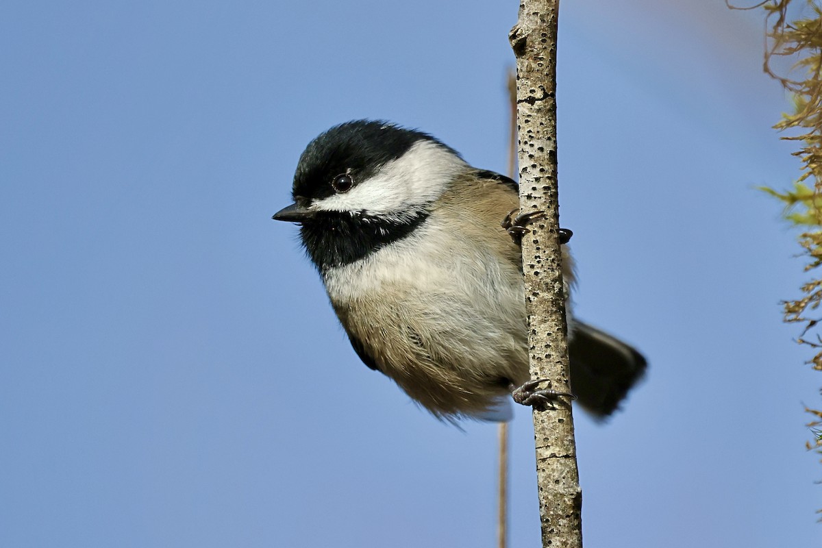 Black-capped Chickadee - ML647874120