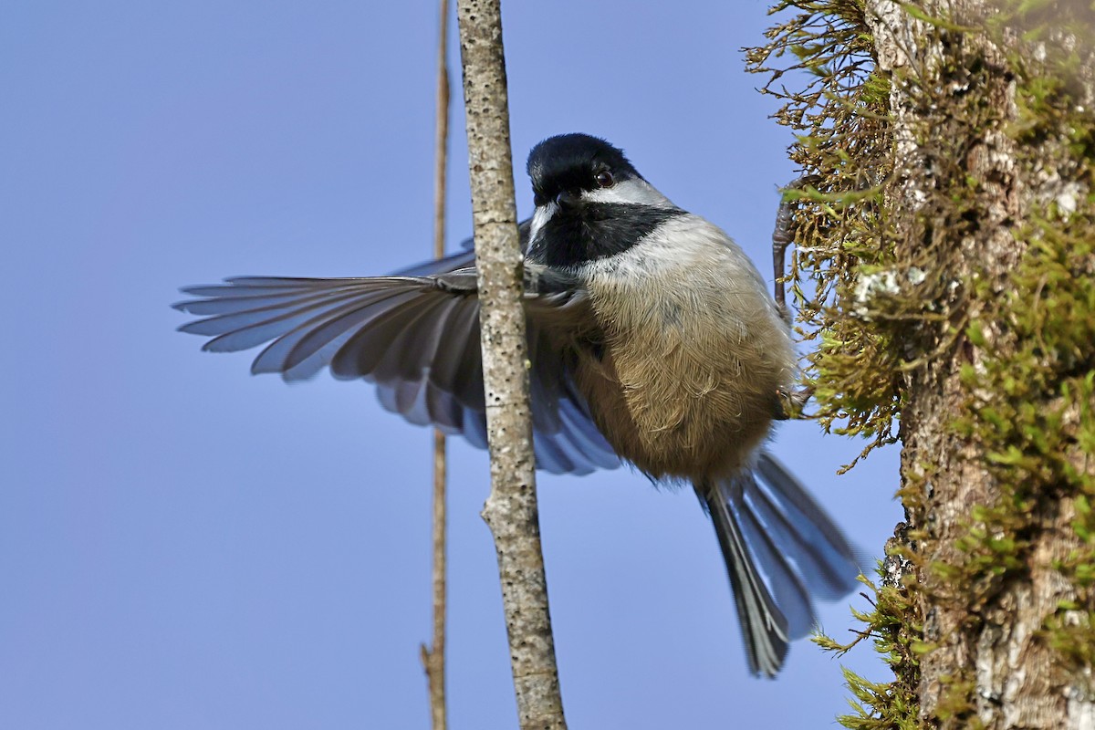 Black-capped Chickadee - ML647874121