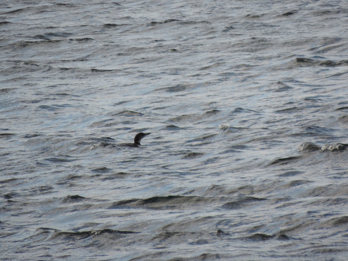 potáplice lední - ML647874129