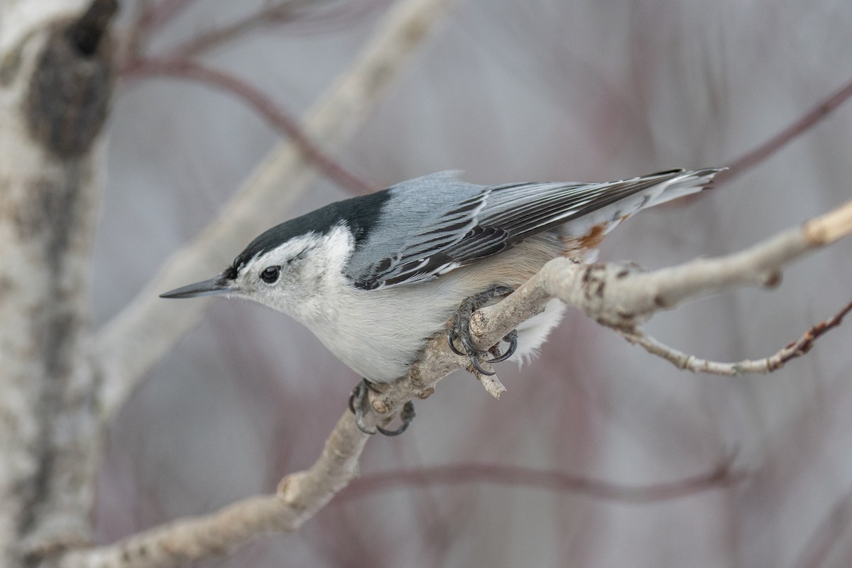 White-breasted Nuthatch - ML647874131