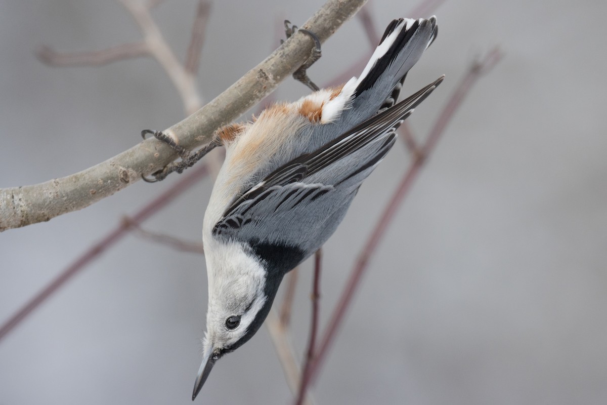 White-breasted Nuthatch - ML647874132