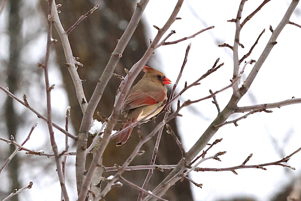 rødkardinal - ML647874141