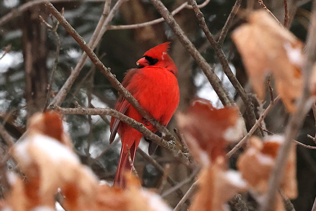 rødkardinal - ML647874142