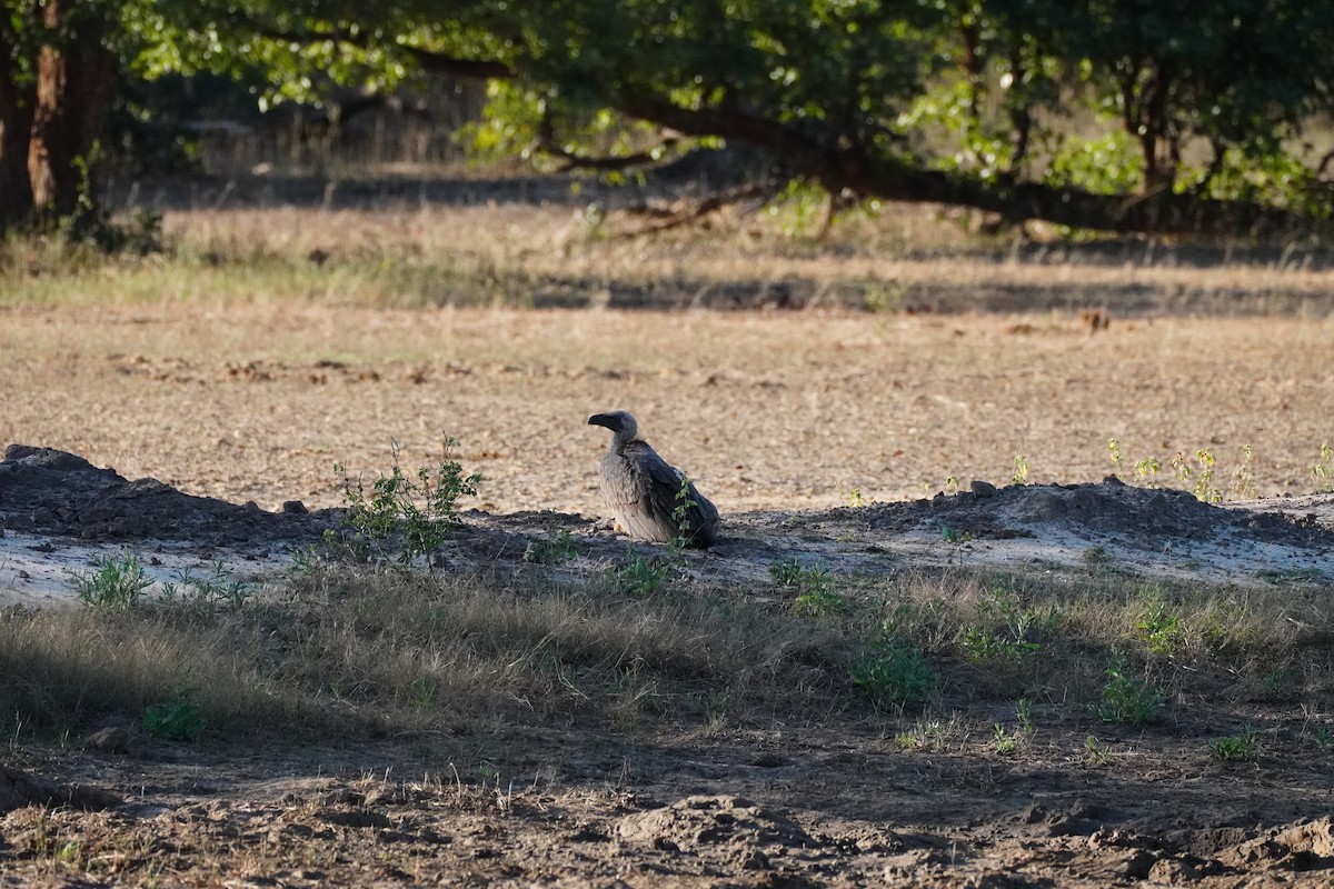 White-backed Vulture - ML647874144