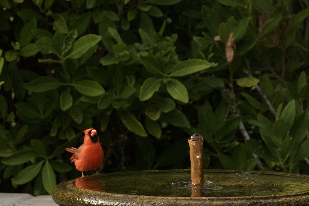 rødkardinal - ML647874157