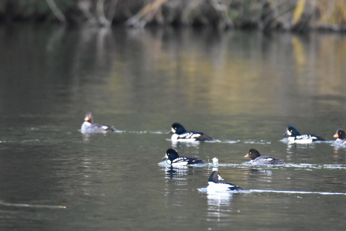 キタホオジロガモ - ML647874199