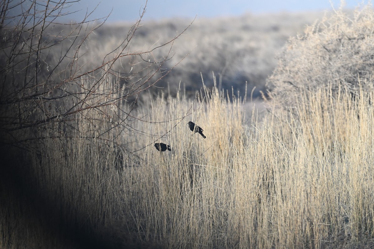 Red-winged Blackbird (Red-winged) - ML647874221