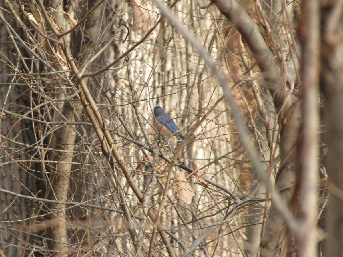 Eastern Bluebird - ML647874232