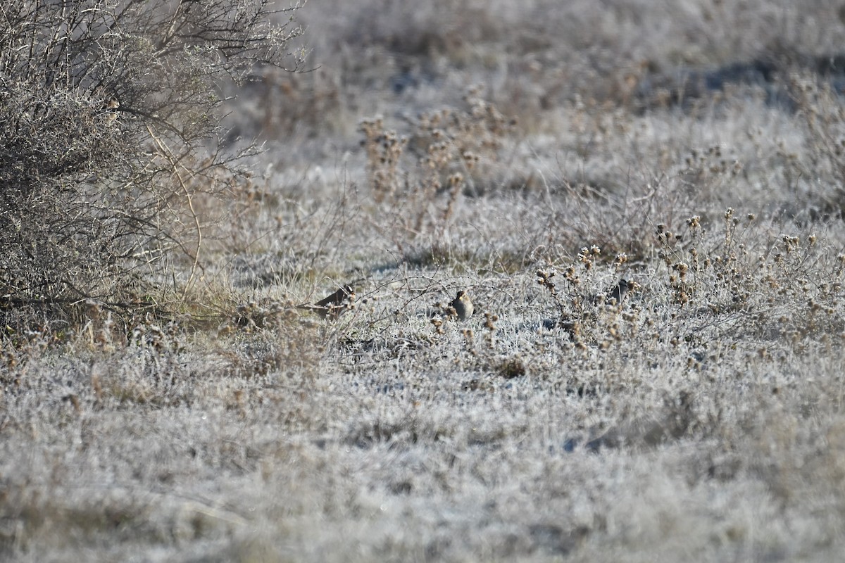 Белобровая овсянка (gambelii) - ML647874234