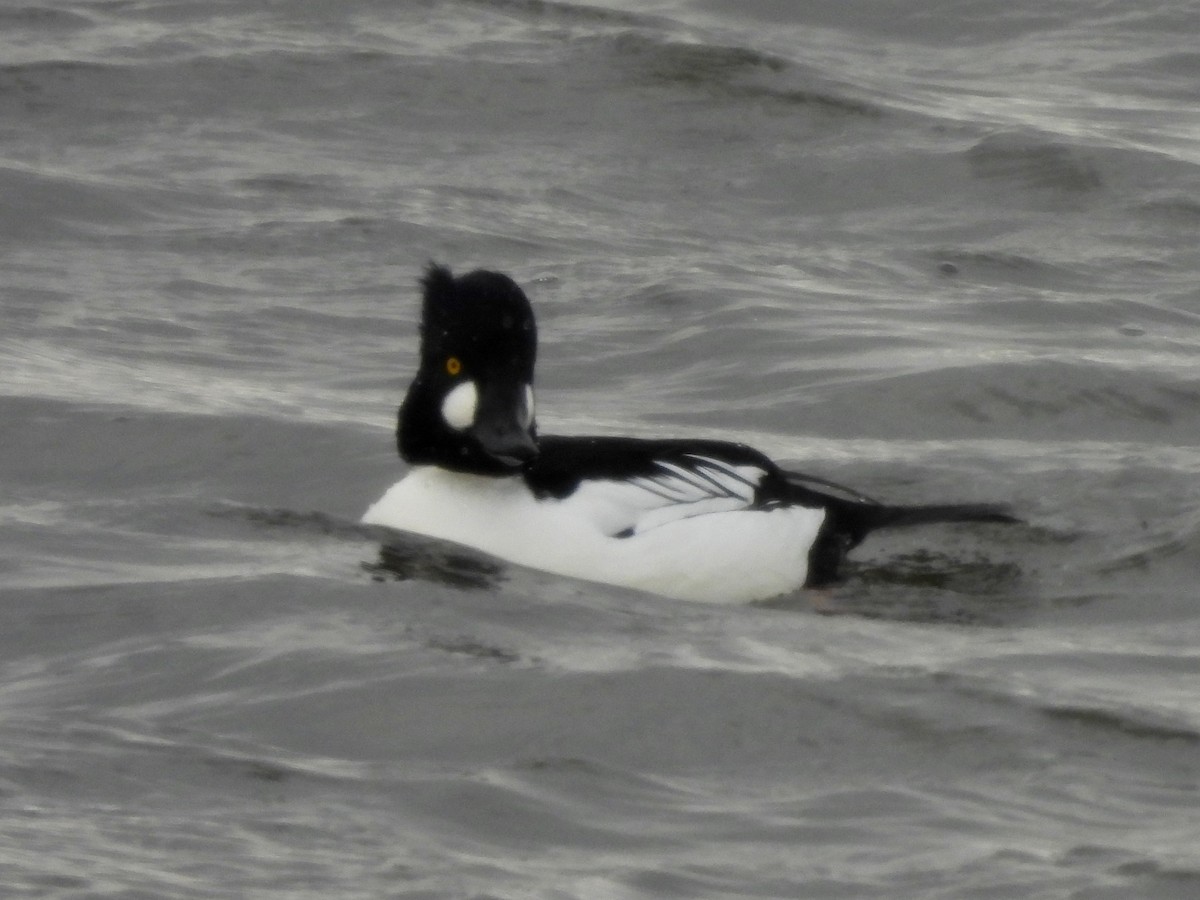 キタホオジロガモ - ML647874240