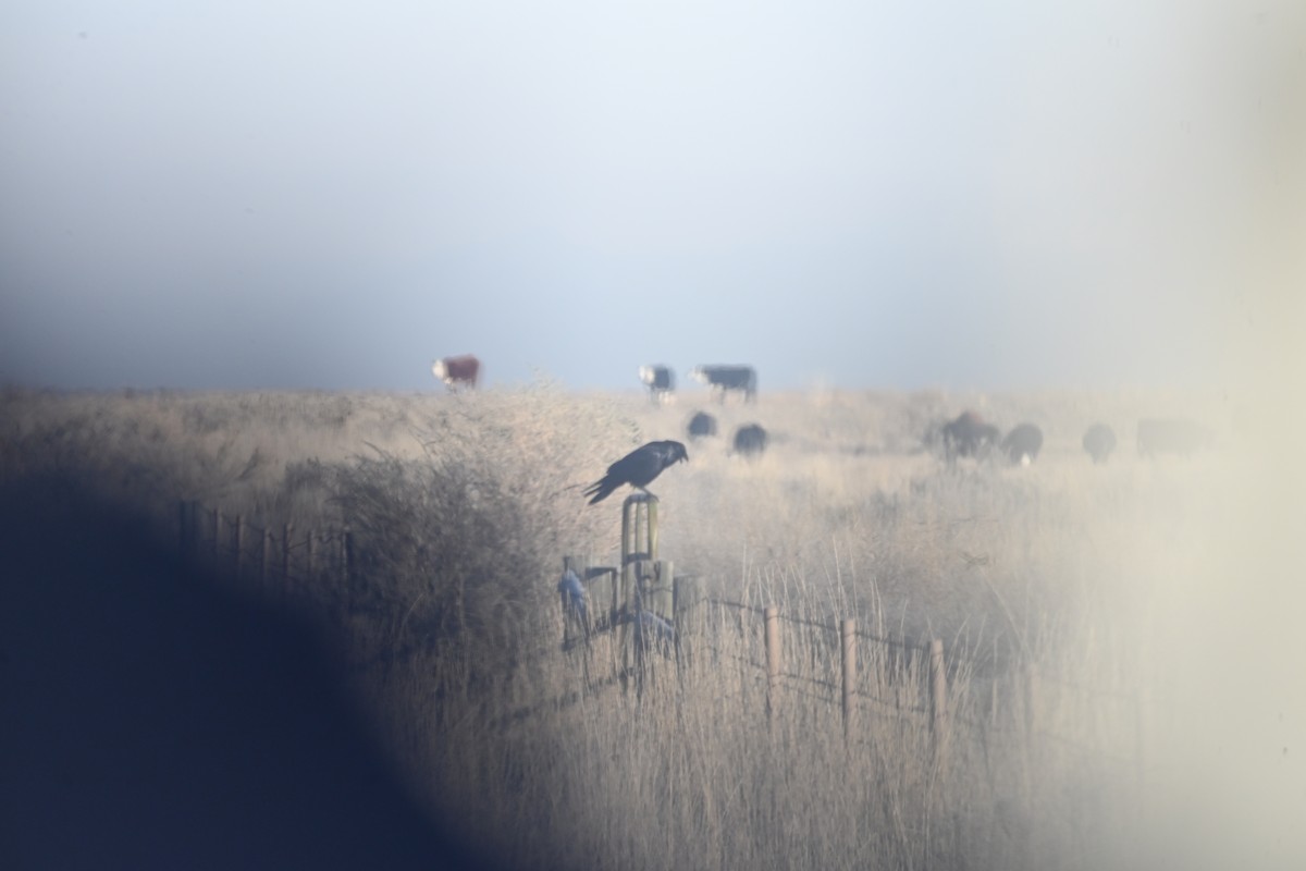 Common Raven - ML647874249