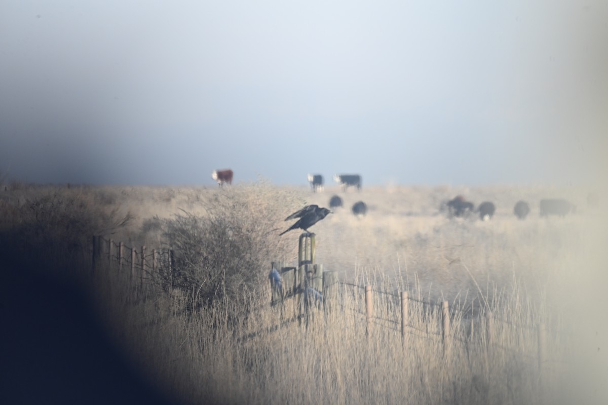 Common Raven - ML647874250