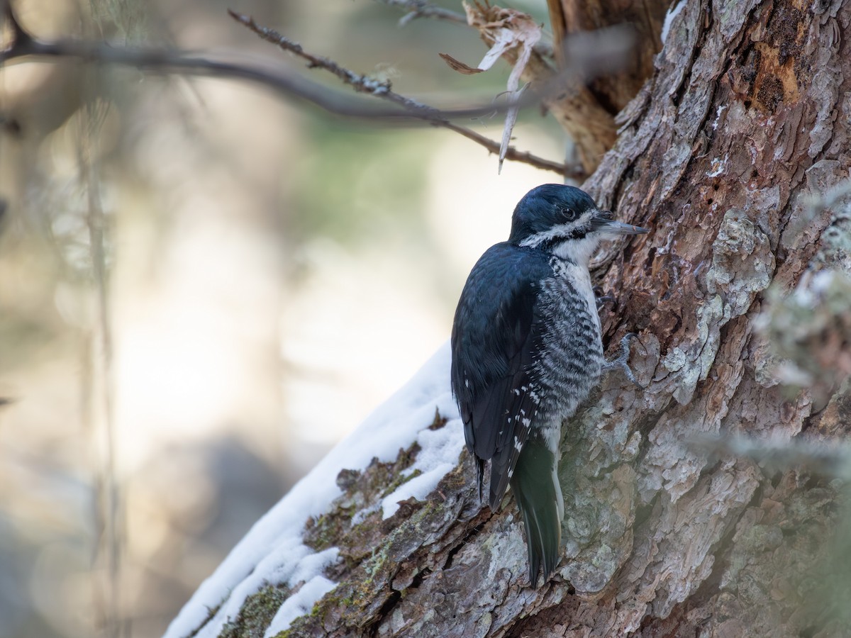 svartryggspett - ML647874255