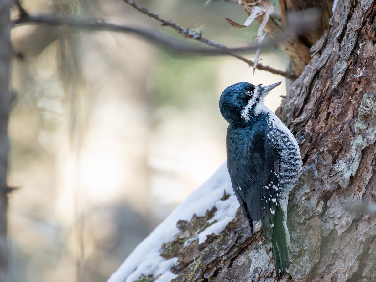 svartryggspett - ML647874256