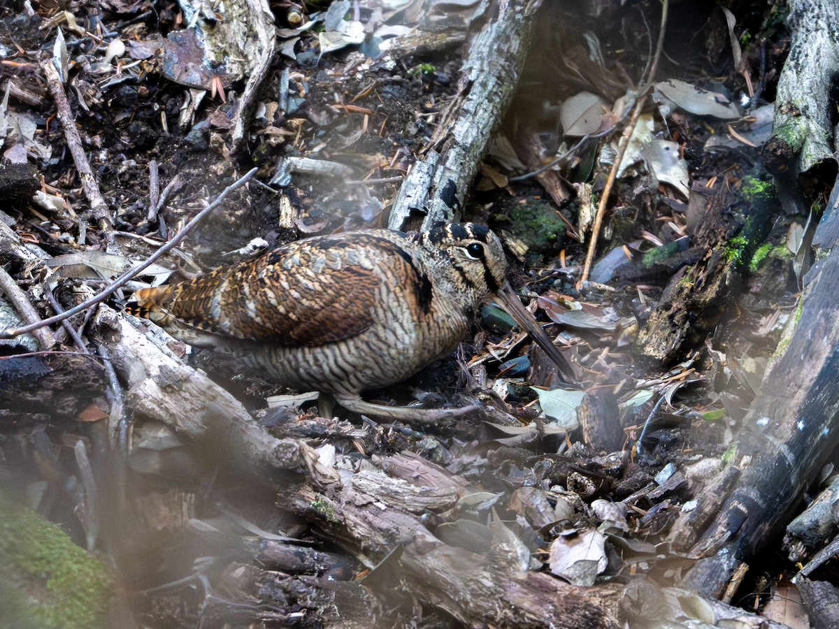 Eurasian Woodcock - ML647874304