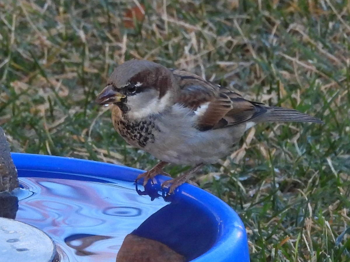 דרור הבית - ML647874310