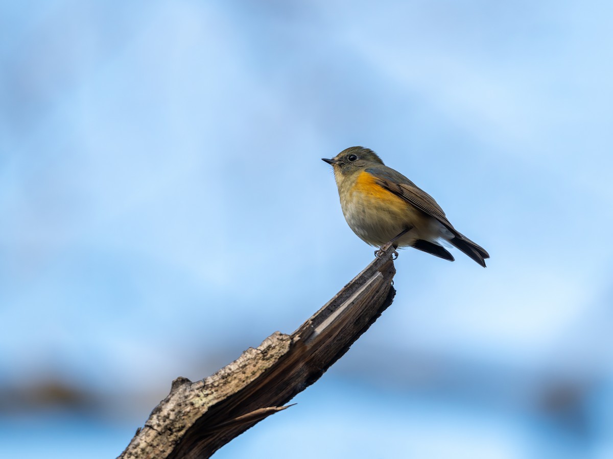 Red-flanked Bluetail - ML647874315
