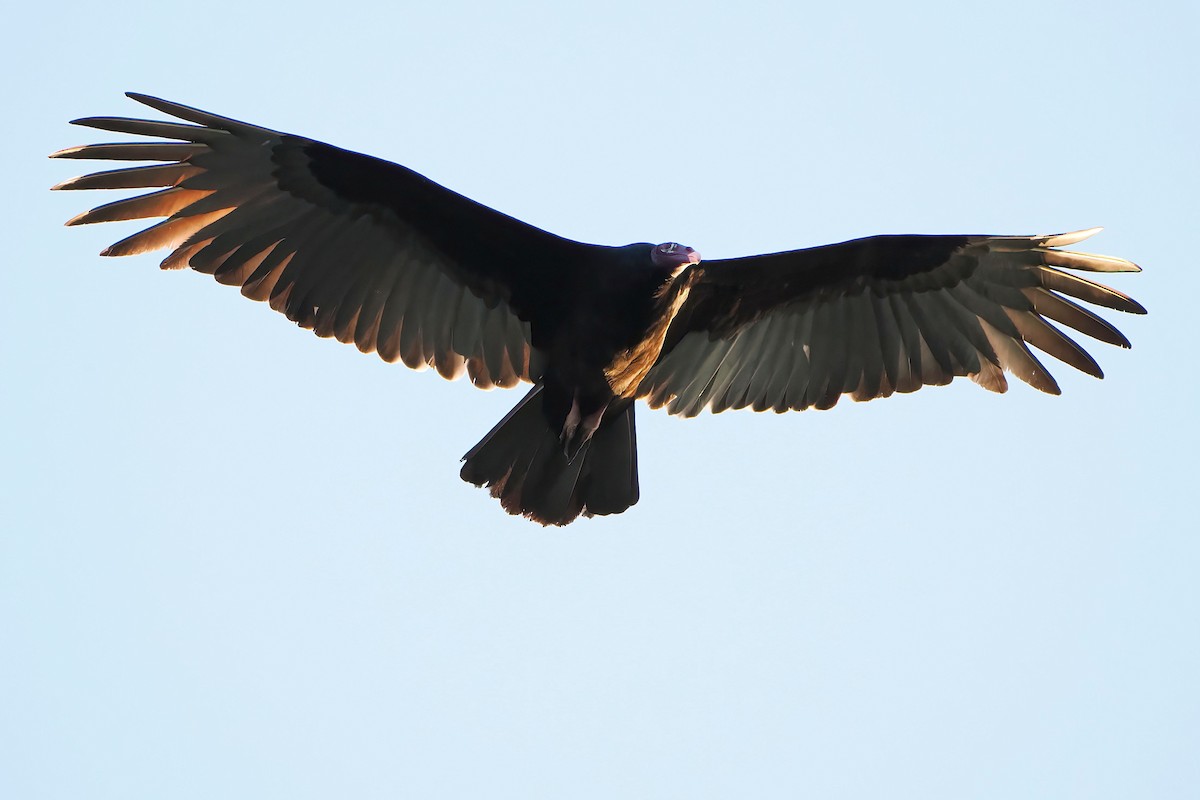 Turkey Vulture - ML647874323