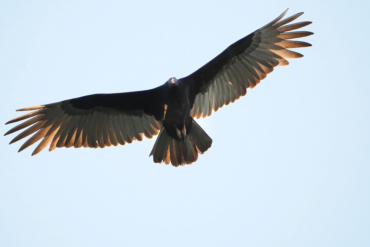 Turkey Vulture - ML647874324