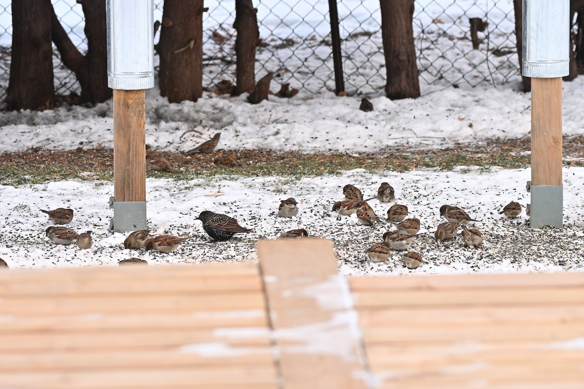 דרור הבית - ML647874326