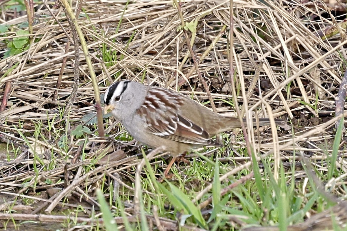 Белобровая овсянка (gambelii) - ML647874328