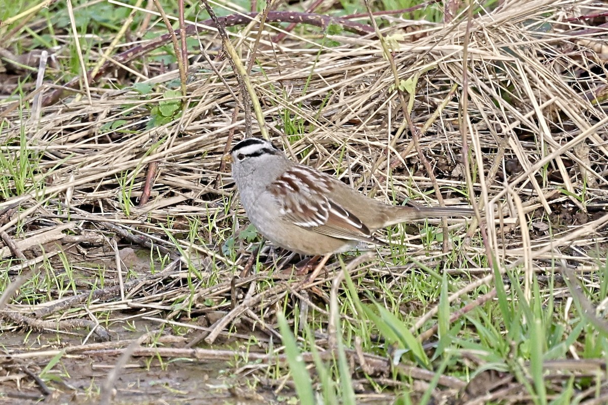 Белобровая овсянка (gambelii) - ML647874329