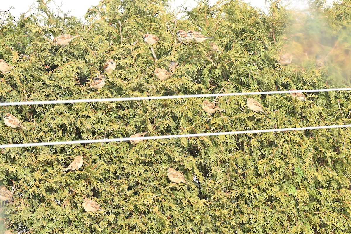 דרור הבית - ML647874337