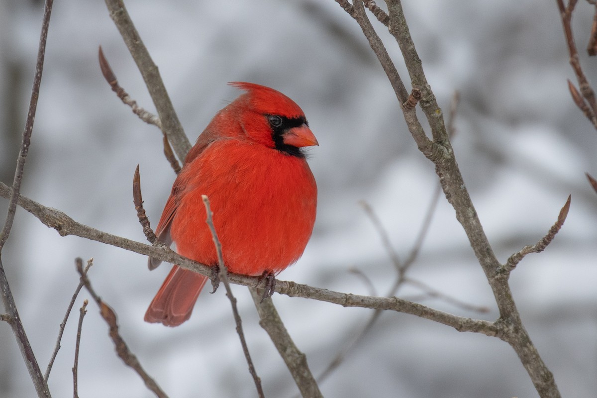 rødkardinal - ML647874339