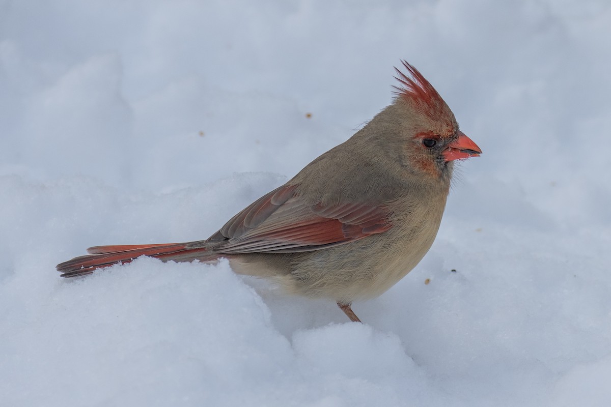 rødkardinal - ML647874340