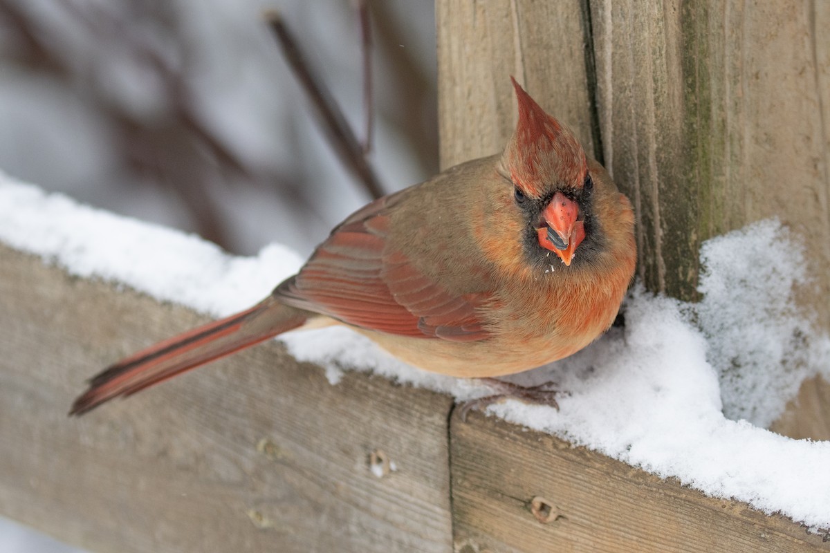 rødkardinal - ML647874341