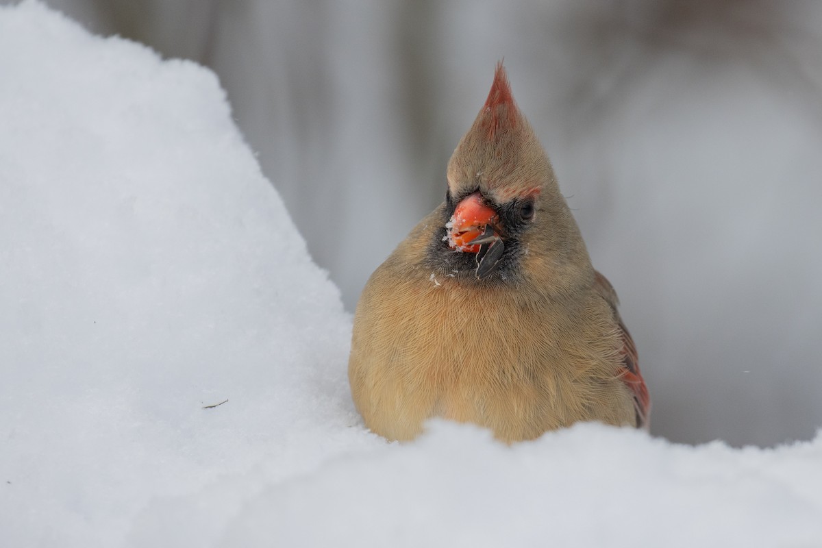 Northern Cardinal - ML647874342