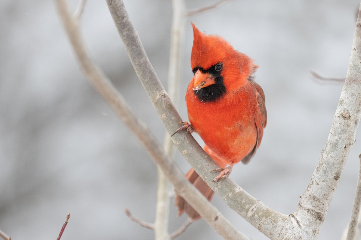 Northern Cardinal - ML647874343