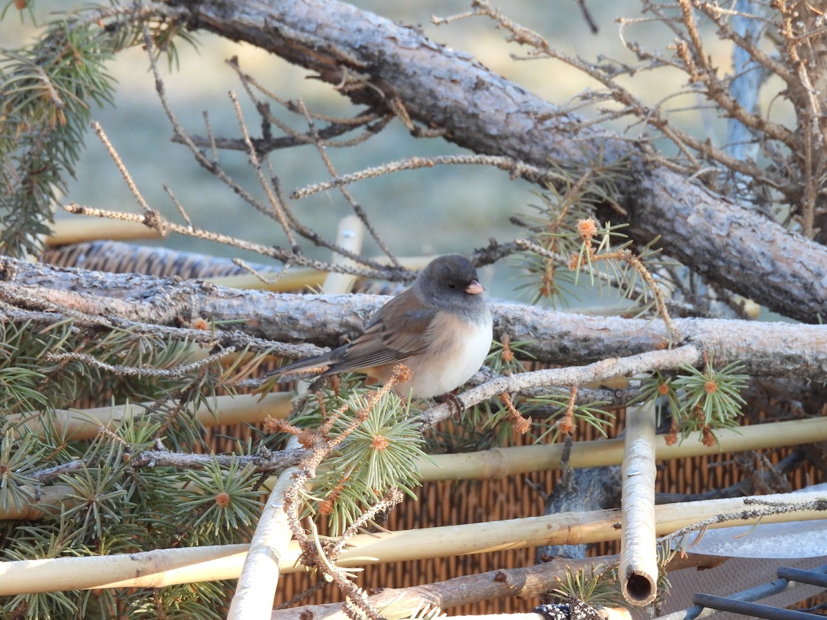 Dark-eyed Junco - ML647874344
