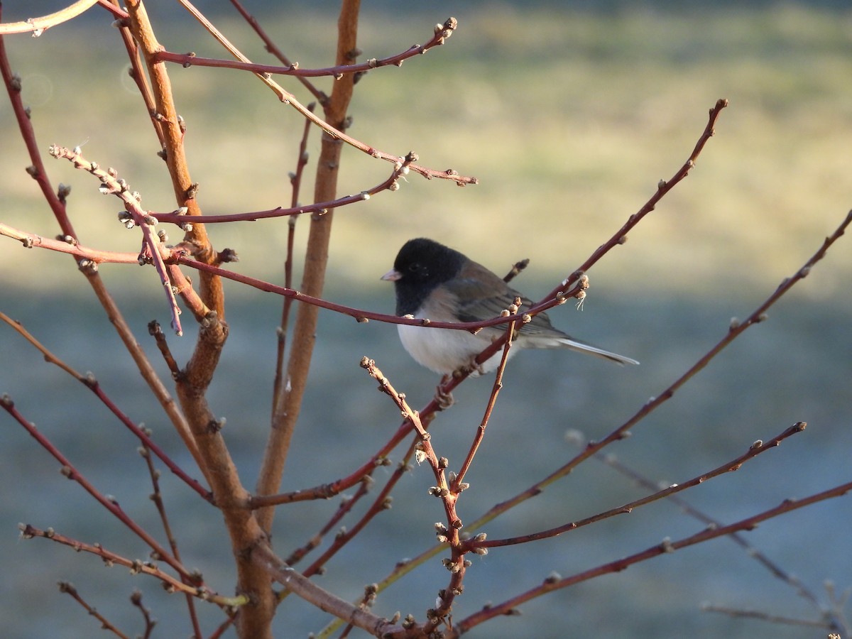 Dark-eyed Junco - ML647874345
