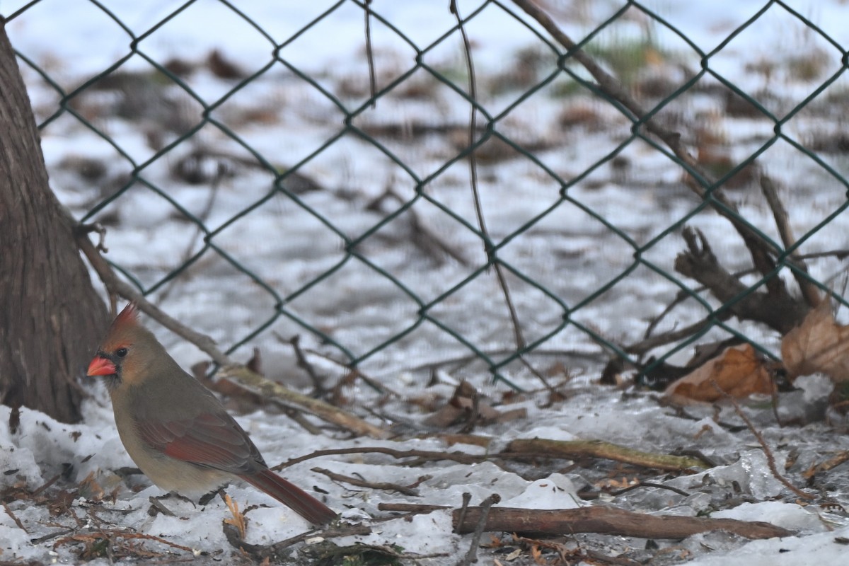 Northern Cardinal - ML647874346