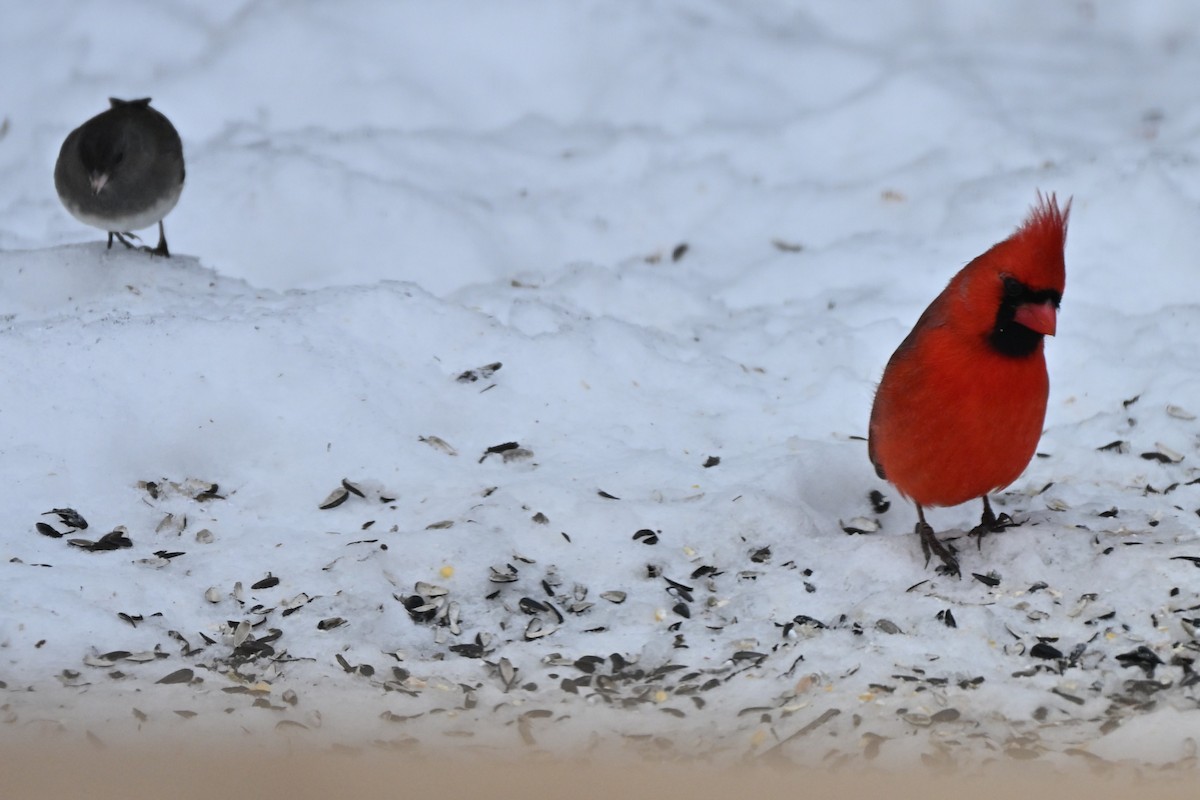 Northern Cardinal - ML647874347
