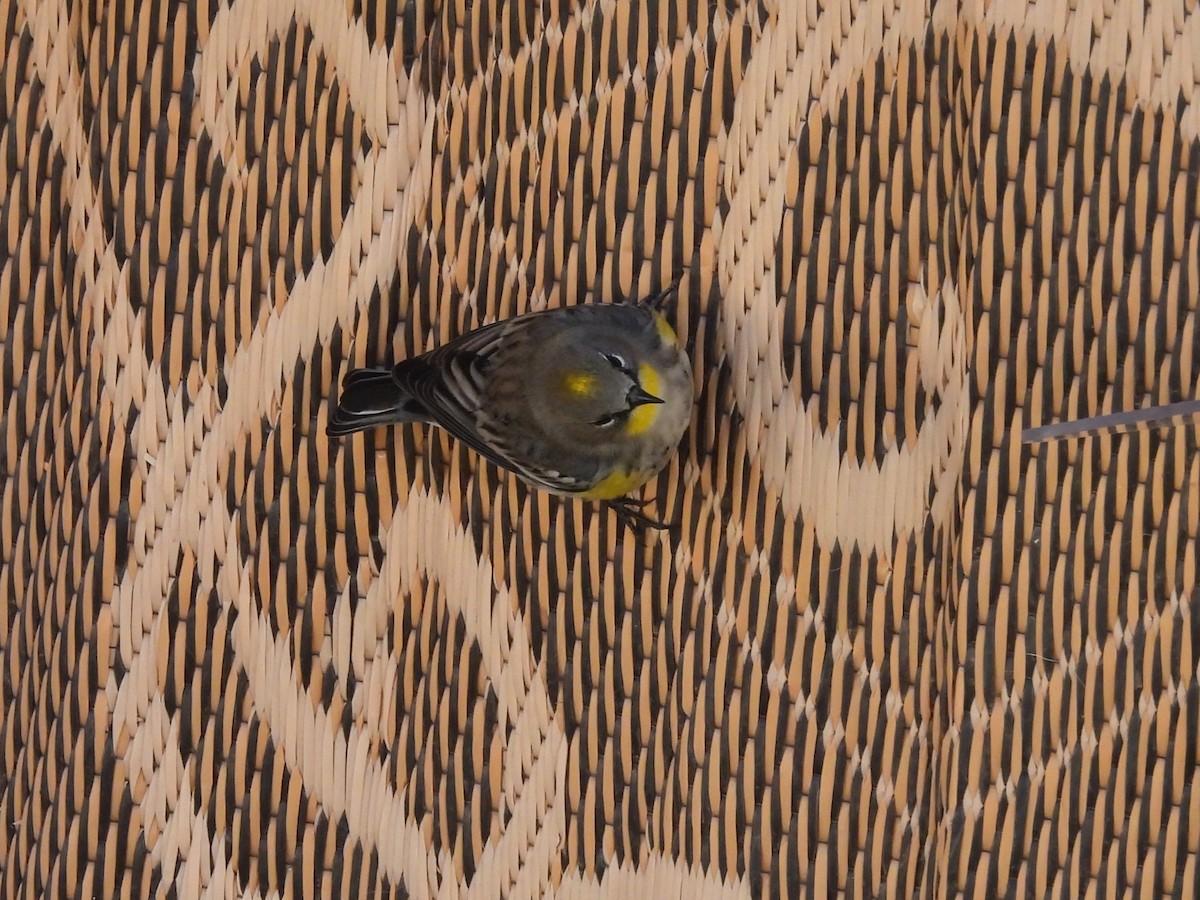 Yellow-rumped Warbler - ML647874348