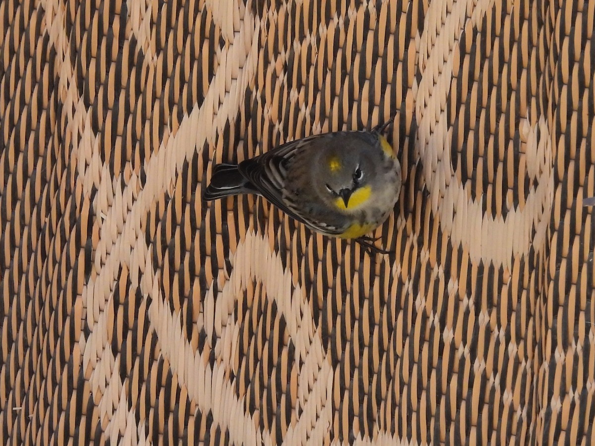 Yellow-rumped Warbler - ML647874349
