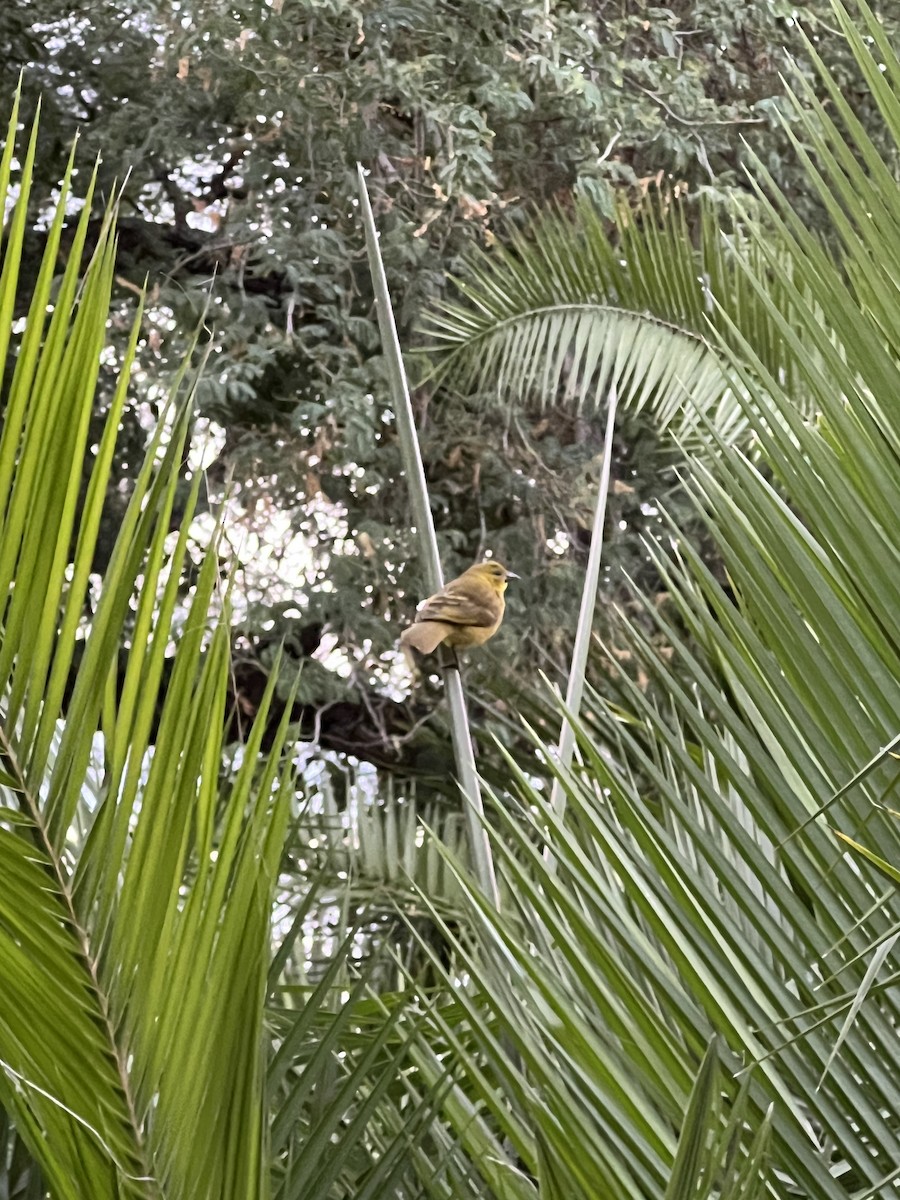 Holub's Golden-Weaver - ML647874350