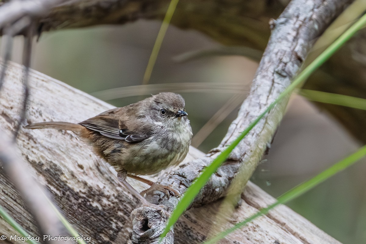 White-browed Scrubwren - ML647874355